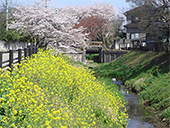 見沼たんぼの風景
