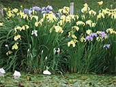 見沼たんぼの風景