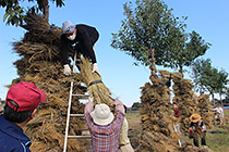 乾燥した稲わらを束ねてハンノキに積む